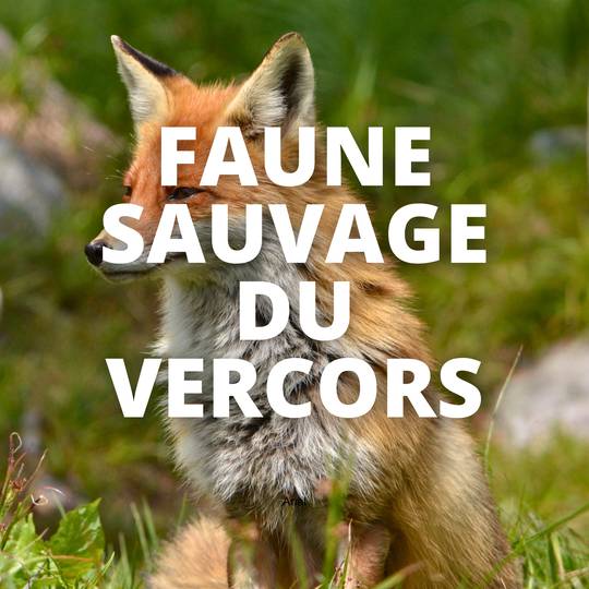 Faune sauvage du Vercors.png